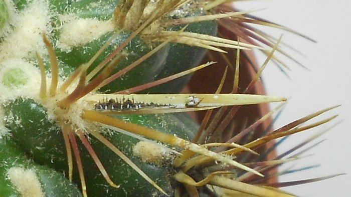 Balaca əsərlər ustası - FOTO