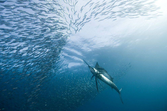 Sualtı aləm - FOTO