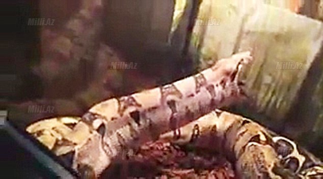 Şok kadrlar: evdəki ilanın qorxulu naharı - VİDEO - FOTO