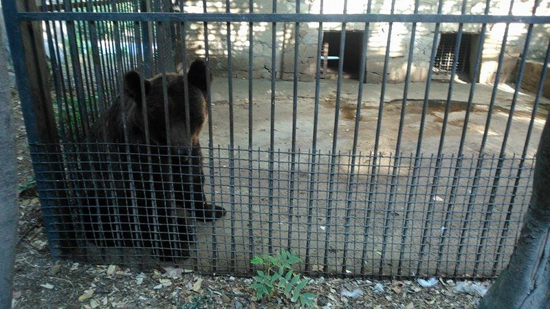 Su, kölgə, gözləri bərəli meymun... - REPORTAJ - FOTO