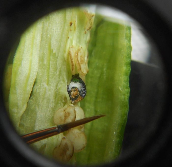 Balaca əsərlər ustası - FOTO