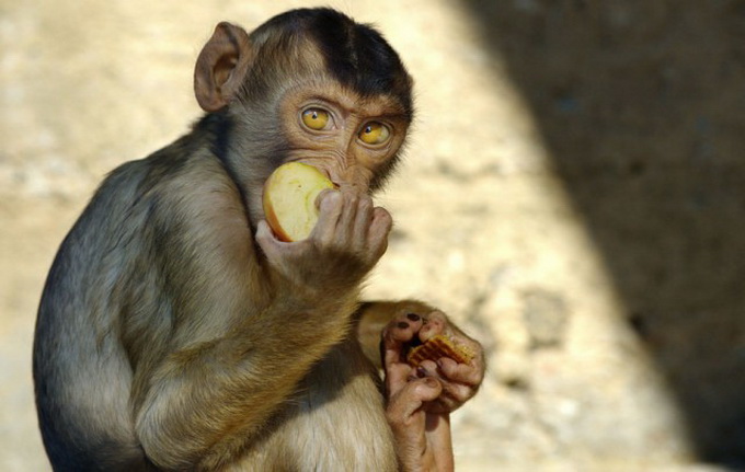 Zooparkdakı heyvanlar - FOTO