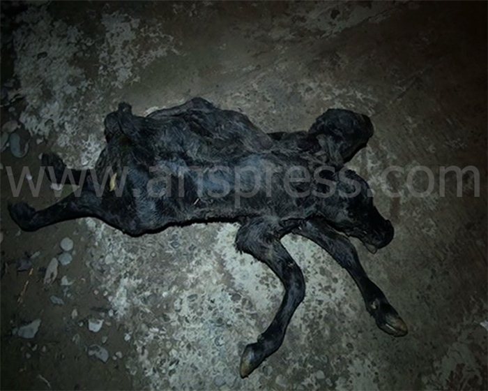 Azərbaycanda qeyri-adi hadisə - YENİLƏNİB - VİDEO - FOTO