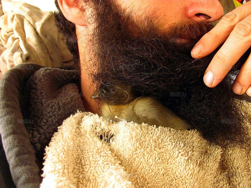 Saqqalında ördək bəslədi - FOTO