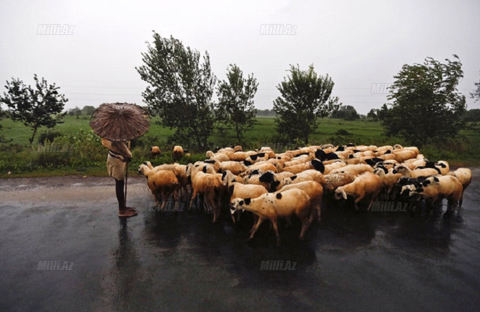 Ən müxtəlif çətirlər - FOTO