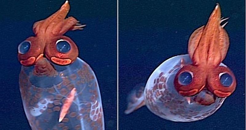 Ən qəribə heyvanlar - FOTOSESSİYA