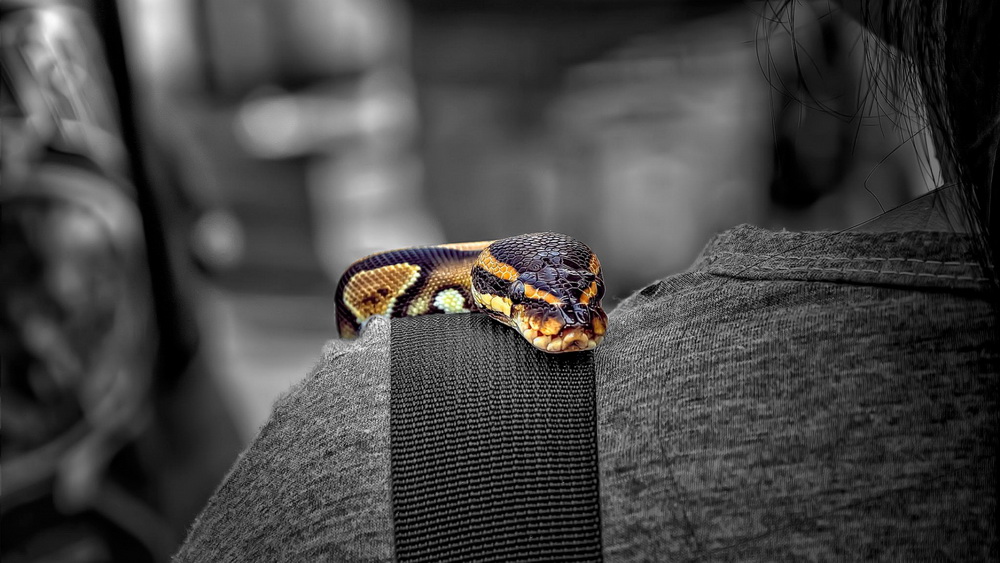 Kompüteriniz üçün maraqlı şəkillər - FOTOSESSİYA