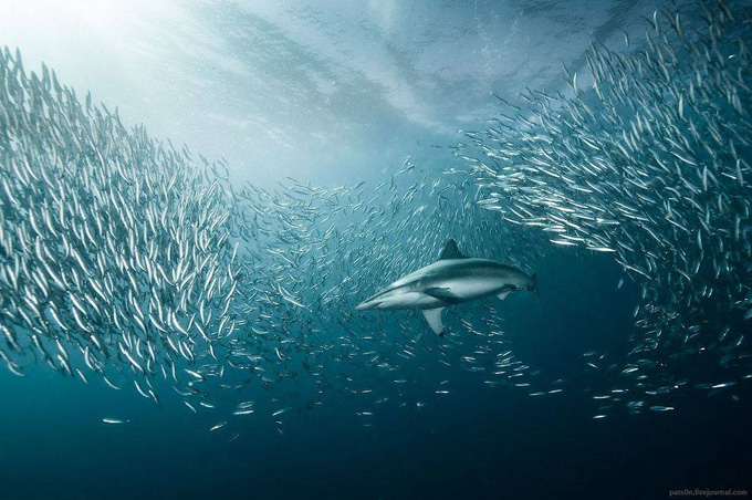 Sualtı aləm - FOTO