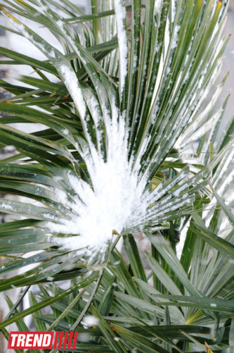 Bakı ağ libasa büründü - FOTOSESSİYA