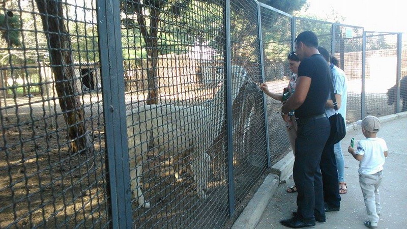 Su, kölgə, gözləri bərəli meymun... - REPORTAJ - FOTO