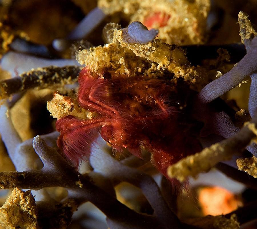 Ən qəribə heyvanlar - FOTOSESSİYA