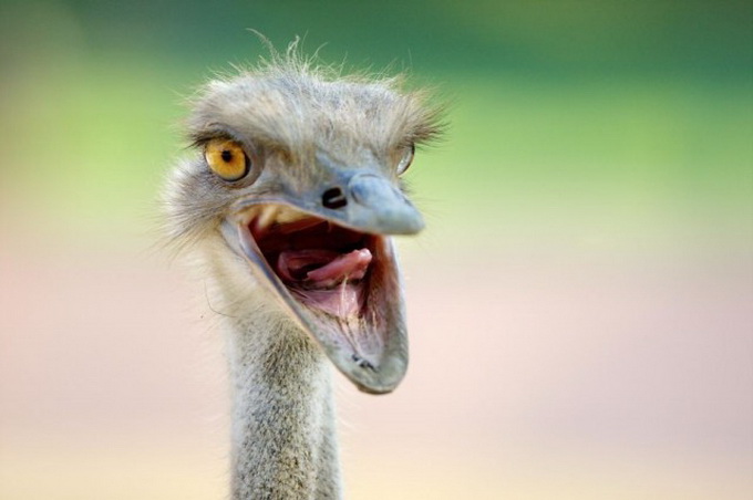 Zooparkdakı heyvanlar - FOTO