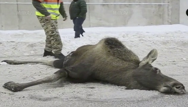 Özünü aşağı atdı, ayaqları qırıldı, öldü - VİDEO - FOTO