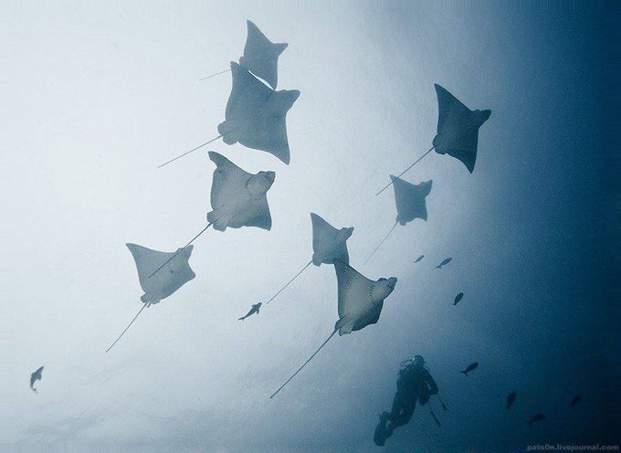 Sualtı aləm - FOTO