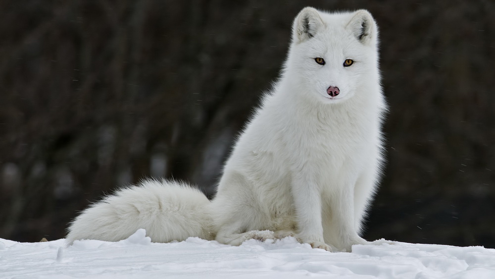 Kompüteriniz üçün maraqlı şəkillər - FOTOSESSİYA