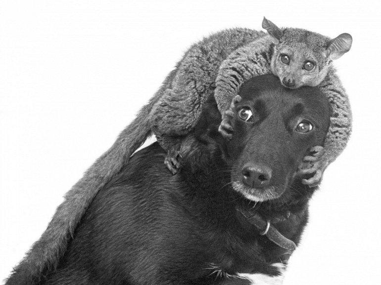 Heyvanların qəyyumluq mədəniyyəti - FOTOSESSİYA
