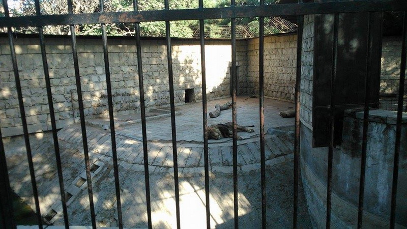 Su, kölgə, gözləri bərəli meymun... - REPORTAJ - FOTO
