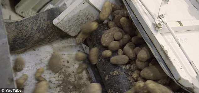 Sensasiyalı araşdırma: McDonald`s-ın kartoflarının tərkibindən xəbəriniz var? - VİDEO - FOTO
