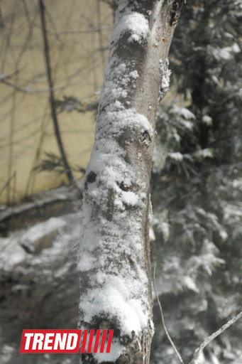 Bakıya qar yağır - YENİLƏNİB - FOTOSESSİYA