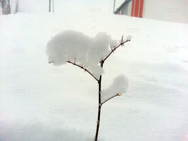 Qazax rayonuna güclü qar yağıb - FOTO
