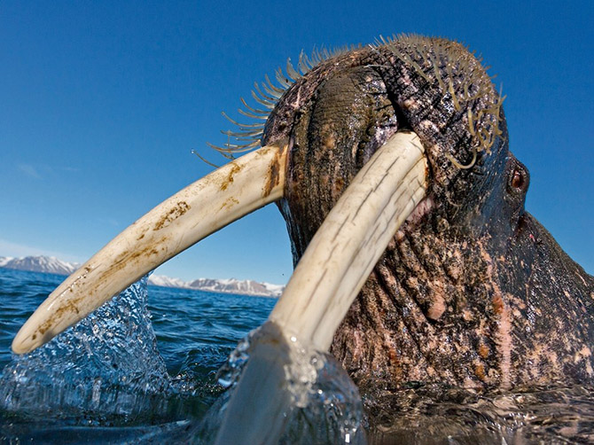 "National Geographic"dən bu ilin ən yaxşı FOTOLARI
