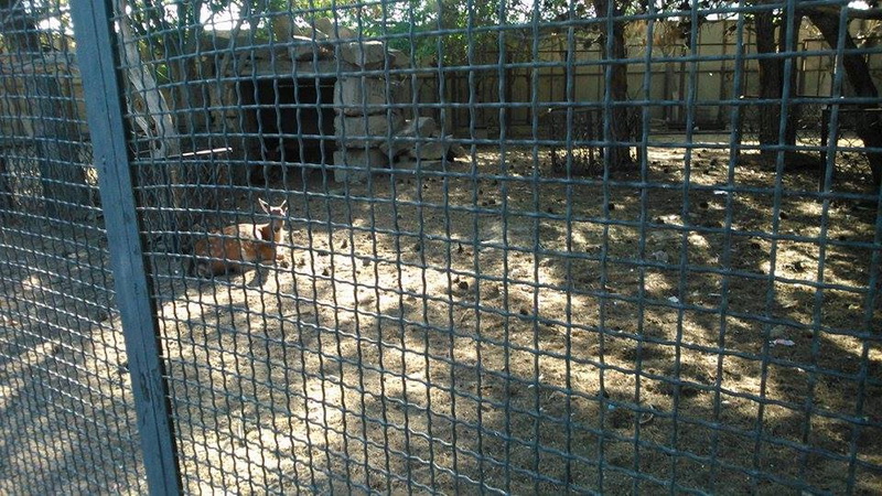 Su, kölgə, gözləri bərəli meymun... - REPORTAJ - FOTO