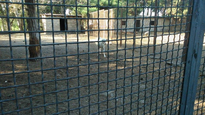 Su, kölgə, gözləri bərəli meymun... - REPORTAJ - FOTO