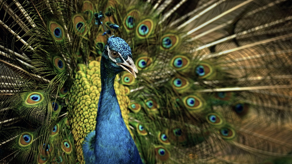 Kompüteriniz üçün maraqlı şəkillər - FOTOSESSİYA