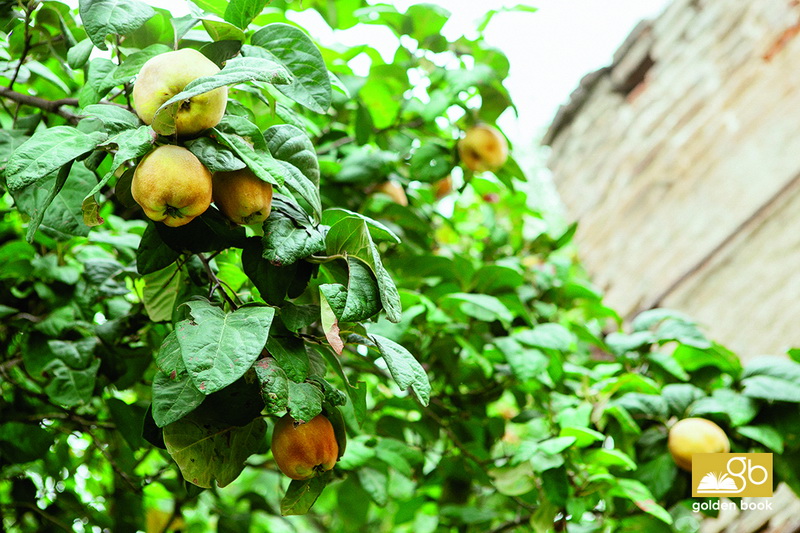 Xaçmaz: gözəl, qədim diyar - FOTO