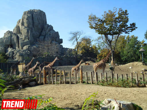 "Poza verən" heyvanlar... - FOTO