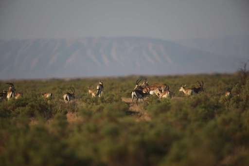 Azərbaycanda canavarlar ceyranı belə məhv etdilər - FOTO