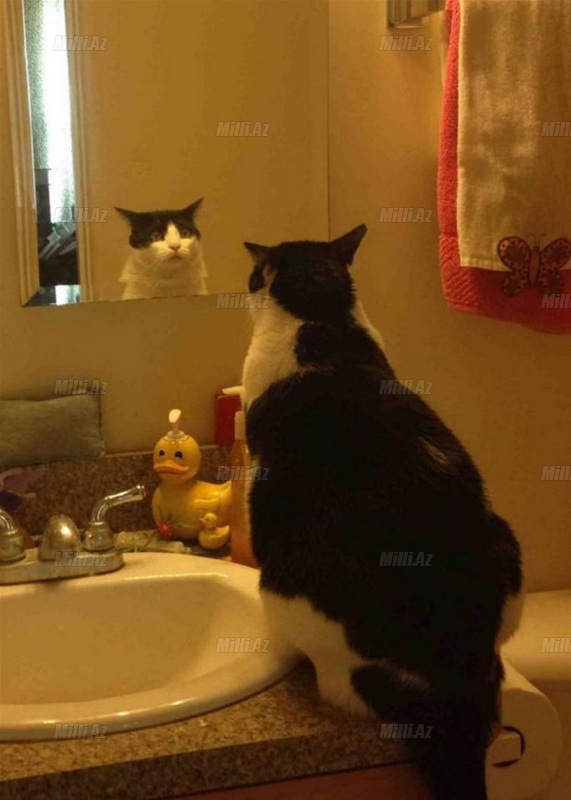 Qəribə, maraqlı fotolar - FOTO