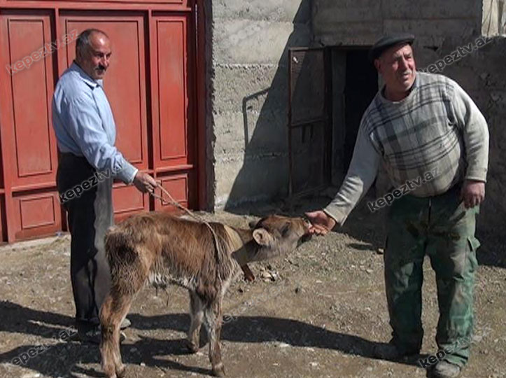Ağstafada qəribə hadisə - FOTO