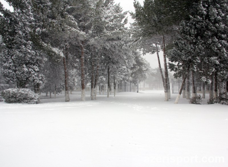Yaşıl meydanımızda ağ xalı - FOTO