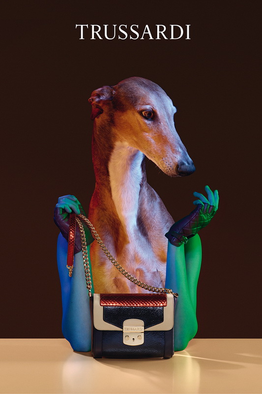 Qreyhaundlu reklam - FOTO