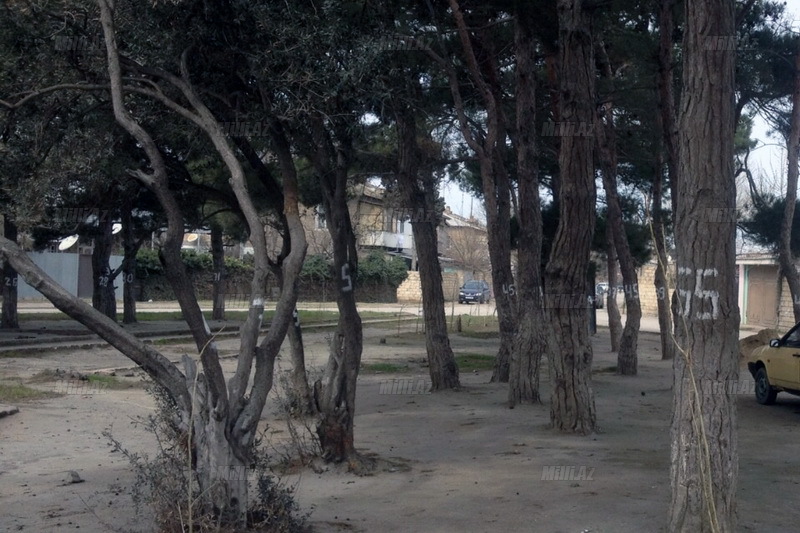 Sumqayıtlılardan şəhəri qorumaq üçün kövrək addım - FOTO