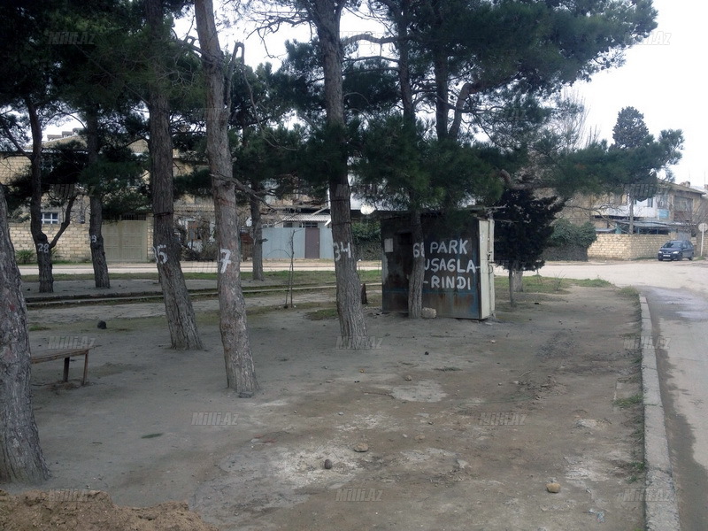 Sumqayıtlılardan şəhəri qorumaq üçün kövrək addım - FOTO