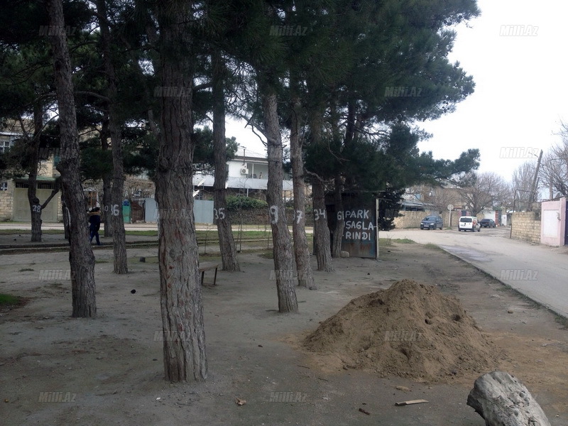 Sumqayıtlılardan şəhəri qorumaq üçün kövrək addım - FOTO